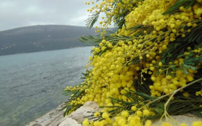 Фестивал на мимозите  во Херцег Нови /12-15.02.2026